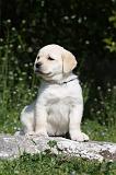 LABRADOR 1053